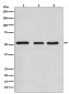 Anti-KLF4/Gklf Rabbit Monoclonal Antibody